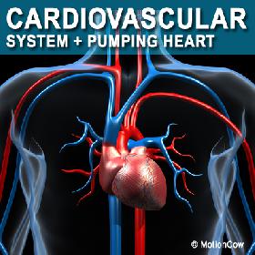 Human Cardiovascular System